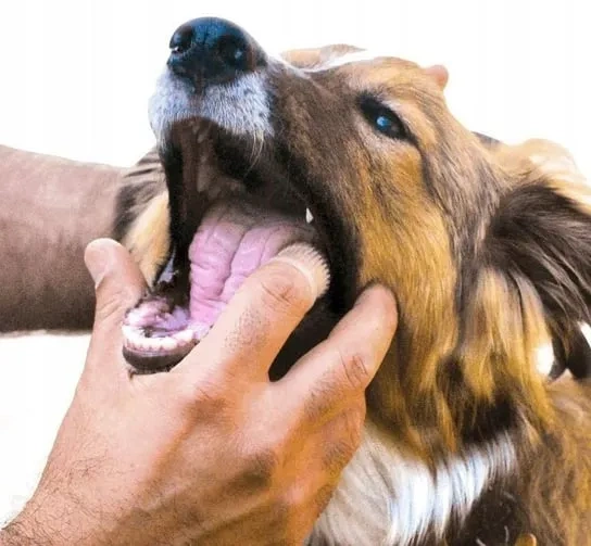 Silikonowa szczoteczka do mycia zębów dla psa i kota