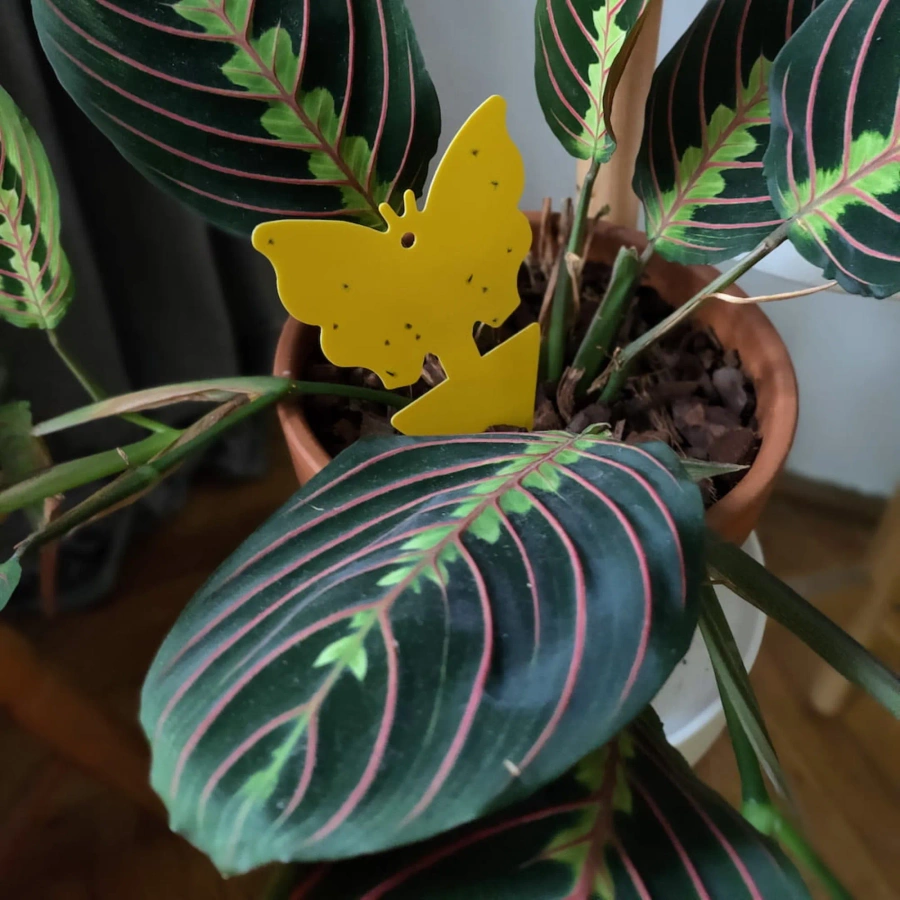 Lep na owady do roślin 12 szt